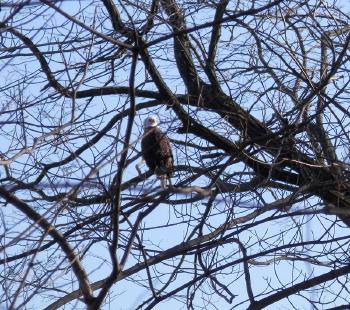 Bald eagle at Croton Point Park in tree along river, looking South. Well, he's looking North.