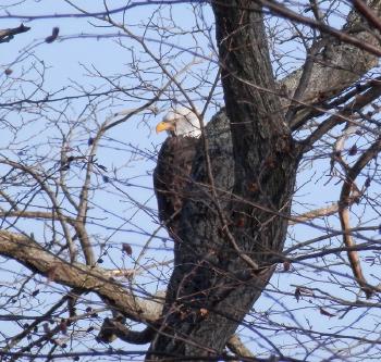 Bald eagle at Croton Point Park, in profile but feels like he's looking at you.