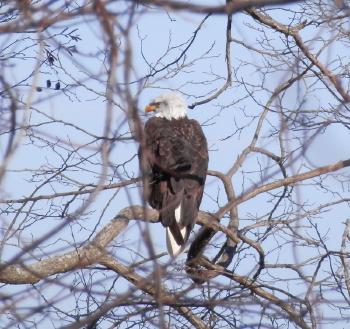 Bald eagle at Croton Point Park, there were roughly 3 adults and an immature (not pictured) in the park that day.