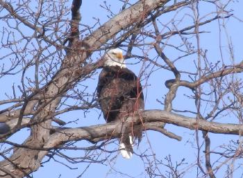 Bald eagle at Croton Point Park