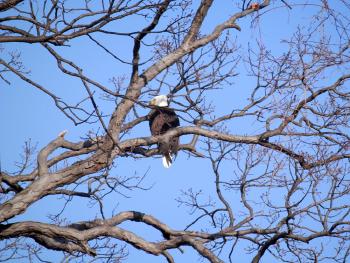 Bald eagle at Croton Point Park