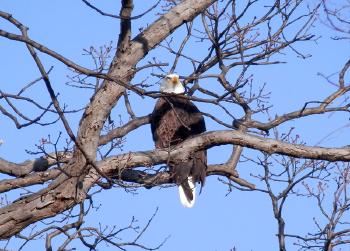 Bald eagle at Croton Point Park, one of my favorites © 2018 Peter Wetzel.