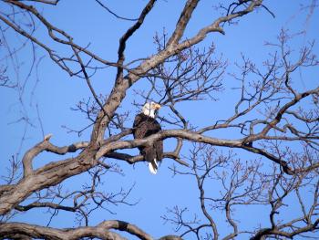 Bald eagle at Croton Point Park