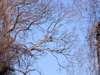 Bald eagle at Croton Point Park, partial zoom out