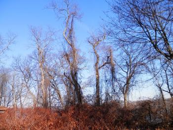 Bald eagle at Croton Point Park, with no zoom.