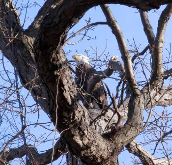 Bald eagle at Croton Point Park, another favorite © 2018 Peter Wetzel.