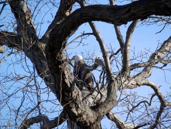 Bald eagle at Croton Point Park