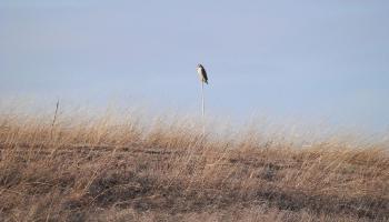 Red-tailed hawk at Croton Point Park, on hill (aka capped landfill)