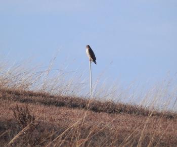 Red-tailed hawk at Croton Point Park