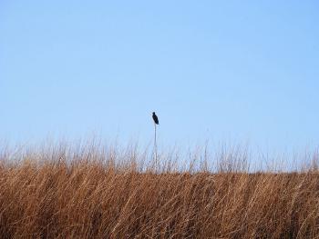 Red-tailed hawk at Croton Point Park