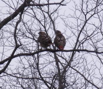 Red-tailed hawks at Croton Point Park, mating pair in tree near pool © 2018 Peter Wetzel.