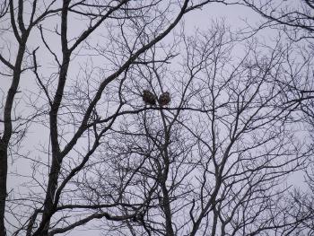 Red-tailed hawks at Croton Point Park, partial zoom out