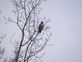 Red-tailed hawk at Croton Point Park