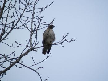 Red-tailed hawk at Croton Point Park