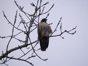Red-tailed hawk at Croton Point Park