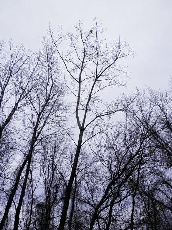 Red-tailed hawk at Croton Point Park, with no zoom. Same one, from below.