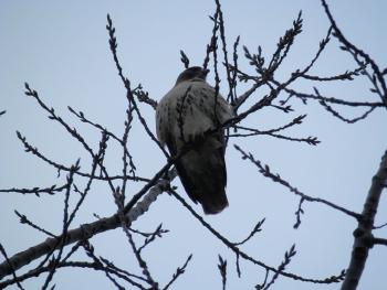 Red-tailed hawk at Croton Point Park