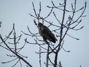 Red-tailed hawk at Croton Point Park