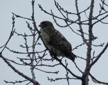 Red-tailed hawk at Croton Point Park, and I wish it wasn't so overcast.