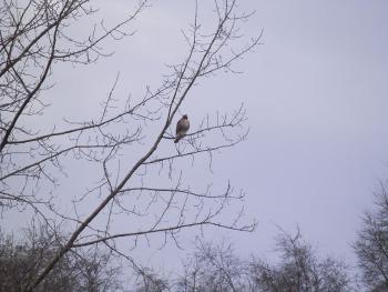 Red-tailed hawk at Croton Point Park, second one a little further along same path