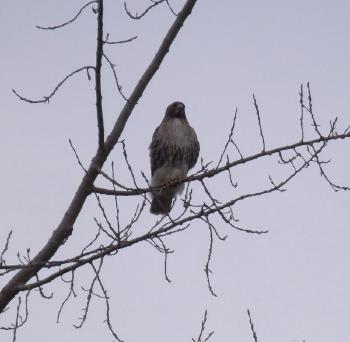 Red-tailed hawk at Croton Point Park