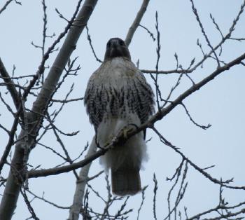 Red-tailed hawk at Croton Point Park