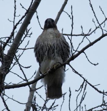 Red-tailed hawk at Croton Point Park (almost identical as last one, so higher contrast for comparison)