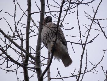 Red-tailed hawk at Croton Point Park