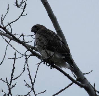 Red-tailed hawk at Croton Point Park