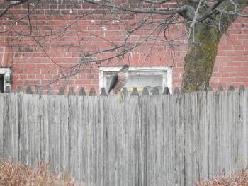 Cooper's hawk at Croton Point Park, briefly on fence before flying away (known to be skittish). Enough of a shot to ID later on.