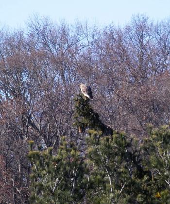 Red-tailed hawk in Croton on Hudson (upper village)