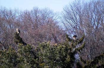 Red-tailed hawks in Croton on Hudson (upper village). Mating pair moved to the area in past year or two.