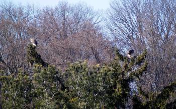 Red-tailed hawks in Croton on Hudson (upper village) © 2018 Peter Wetzel.