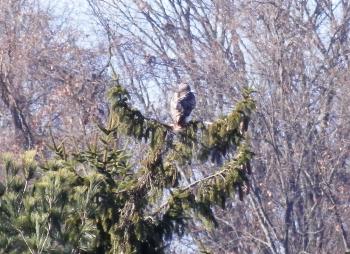 Red-tailed hawk in Croton on Hudson (upper village)