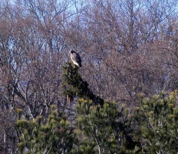 Red-tailed hawk in Croton on Hudson (upper village)