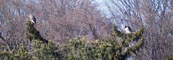 Red-tailed hawks in Croton on Hudson (upper village)