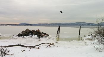Crow flying along partially frozen Hudson River