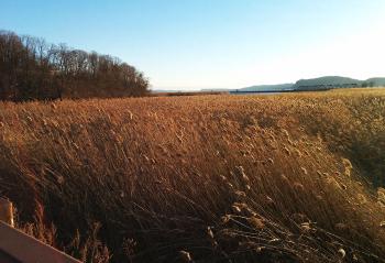 Marshes along intersect of Croton and Hudson Rivers