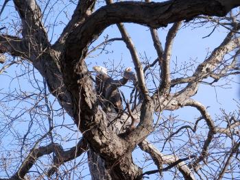 Bald eagle in Croton Point Park