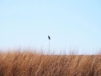 Red-tailed hawk in Croton Point Park