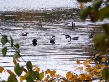 Canadian Geese at the New Croton Reservoir