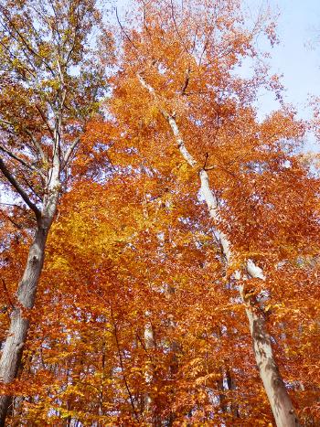 Fall foliage near the Croton Dam