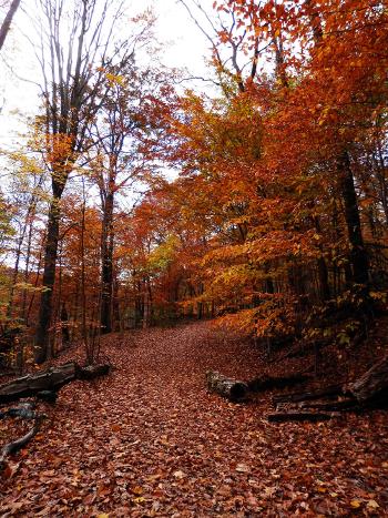 Croton Gorge Trail