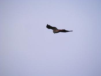 Red-tailed hawk hovering in high winds at Croton Point Park