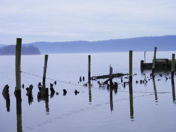 Canadian Geese patrolling old piers along a foggy Hudson River