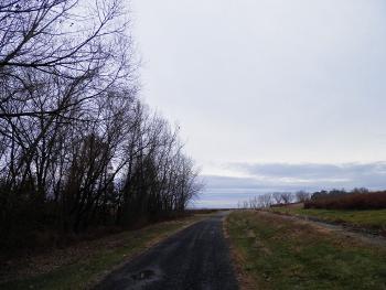 Red-tailed hawk in tree overlooking path at Croton Point Park