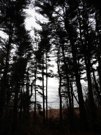 Pine grove at Croton Point Park