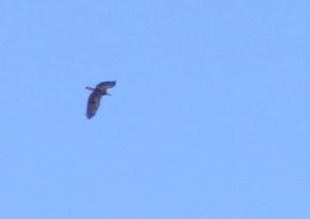 Hawk flying above Hudson River, part of a mating pair that were frolicking before moving inland.