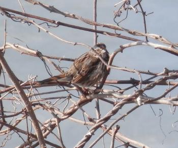 Unknown smallish bird in brush along Hudson River (about robin-sized)