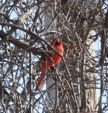 Cardinal in tree along path behind Half Moon Bay complex